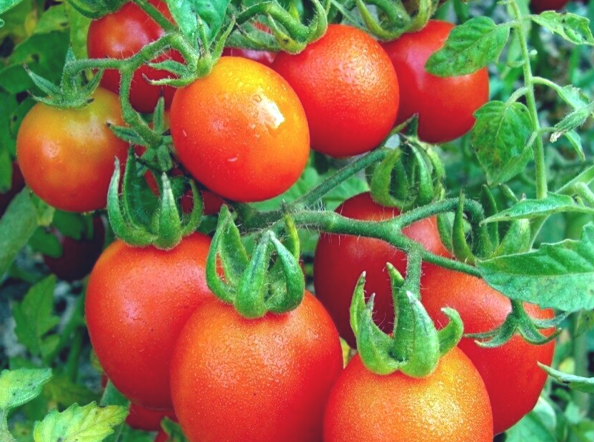 Отличные помидоры