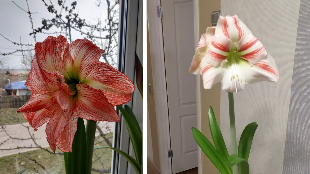 Гиппеаструмы, цветение было в марте этого года.