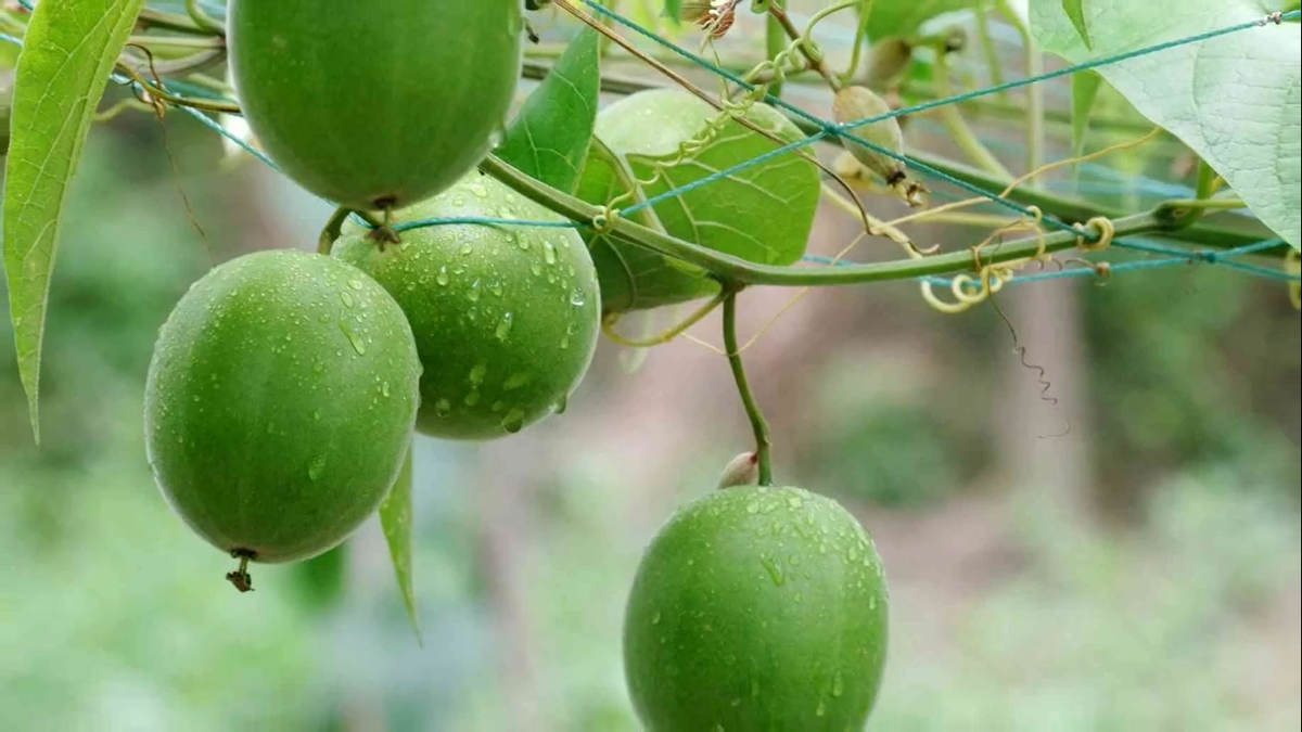 Фрукт монаха архат. Архат «фрукт будды». Заменитель сахара эритрол. Монк фрукт. Луо хан гуо фрукт.