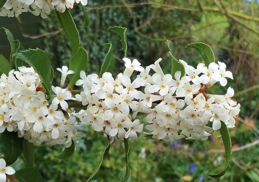 Osmanthus delavayi