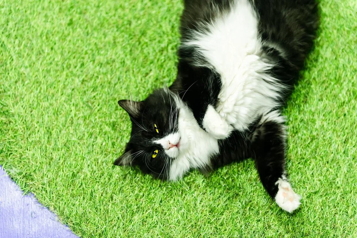 Эсми из FrrFrrHouse