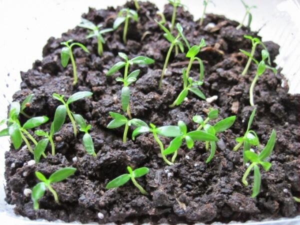 Как вырастить фейхоа в домашних условиях: секреты успешного выращивания