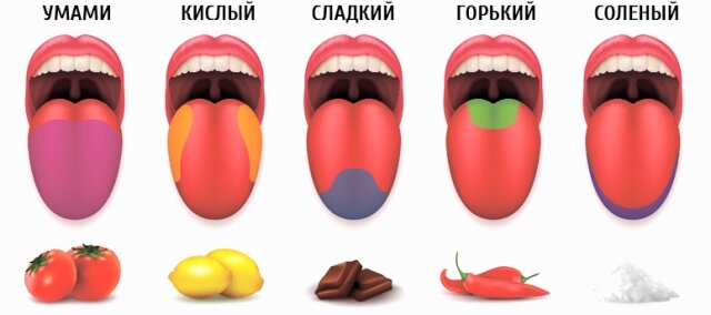 Участки языка, отвечающие за ощущение определенного вкуса