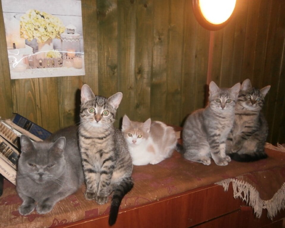 Мася (мама), Дуська, Бубенька, Мышка, Боня (потерявшийся мальчик). Осень 2020 года.