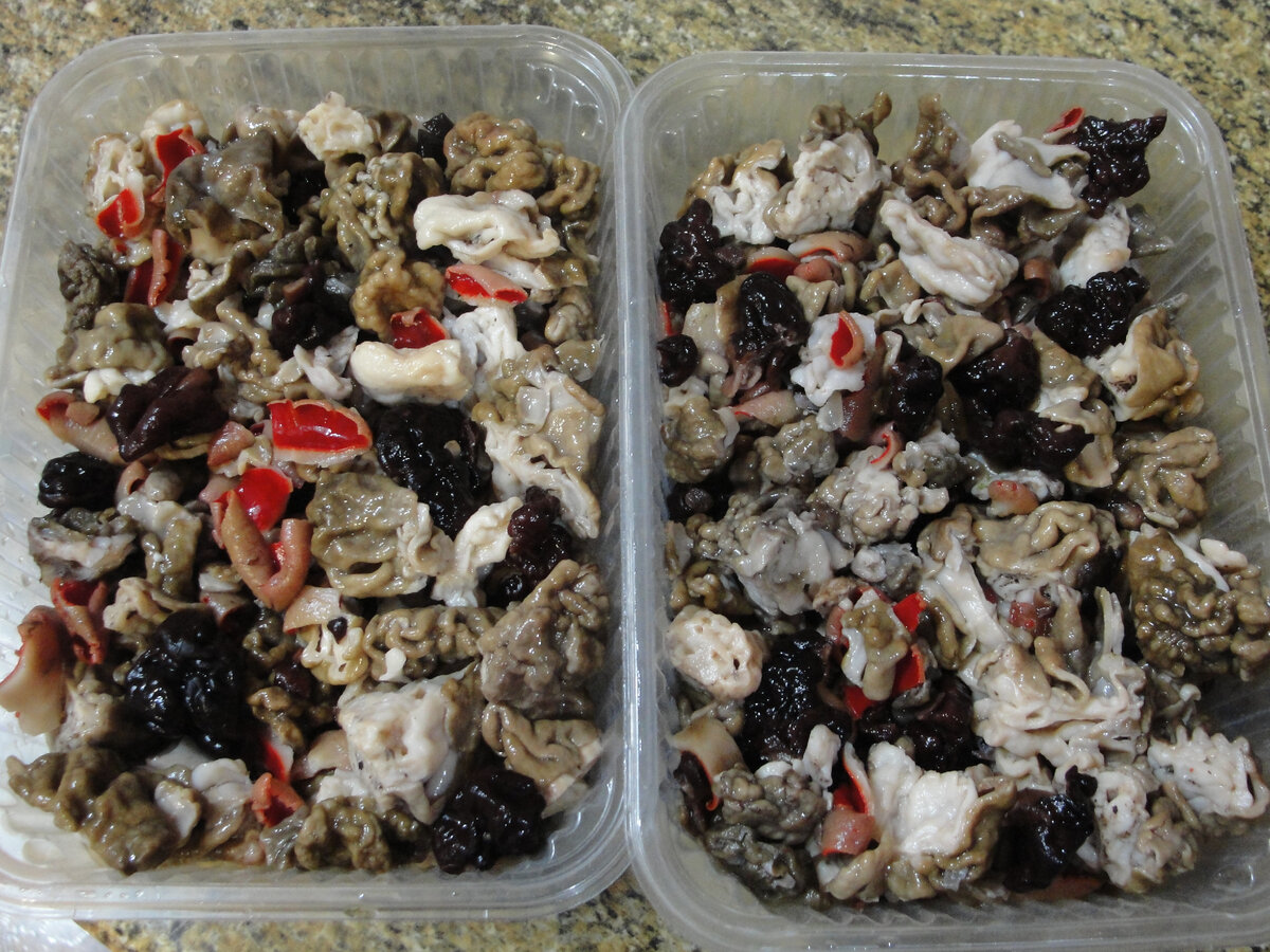 Самые первые грибы, апрельские - самые вкусные. Черненькие - это эскуленты, светленькие - гигасы и для украшения красненькая саркосцифа )