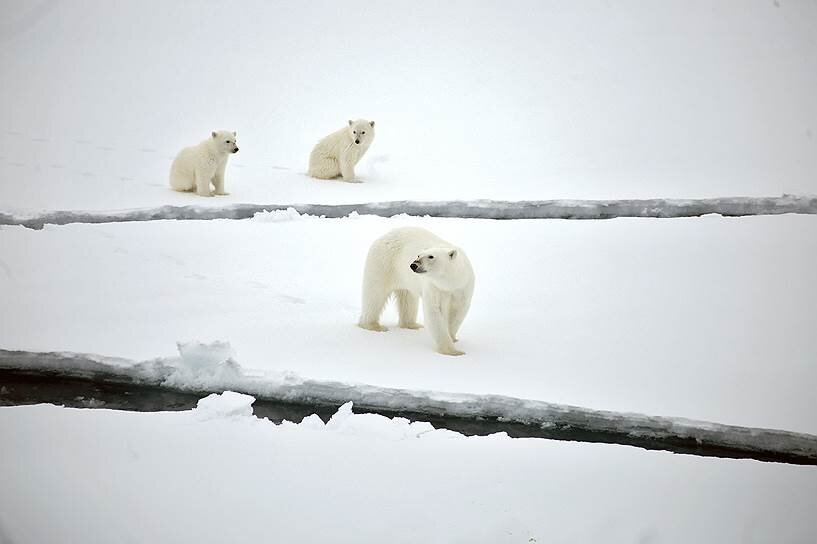Фото: Сергей Коньков/Коммерсантъ