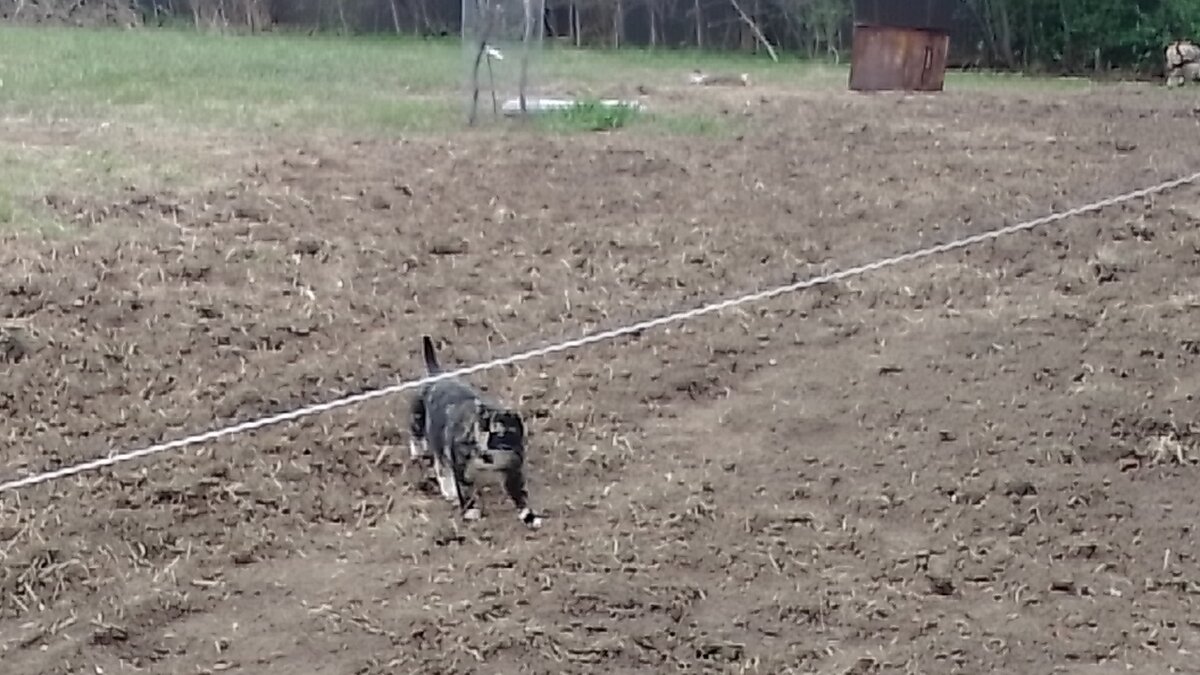 Пэгги проверяет новую территорию