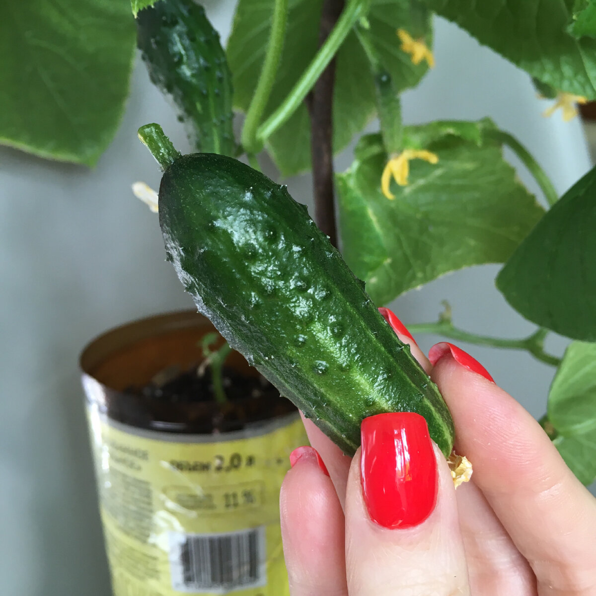 Мой первый огурец 