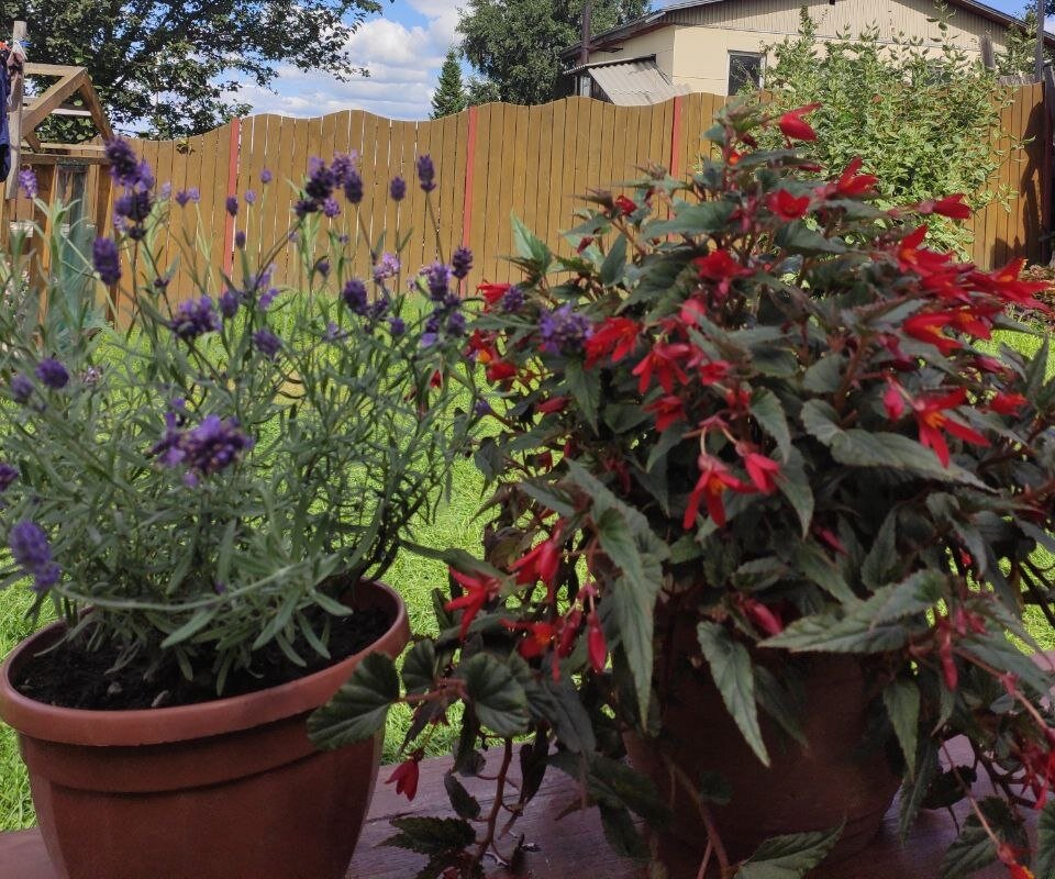 Лаванда (слева) и бегония (справа)