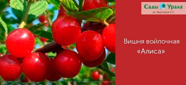 Основные правила посадки и выращивания войлочной вишни | О Фазенде. Загородная жизнь | Дзен