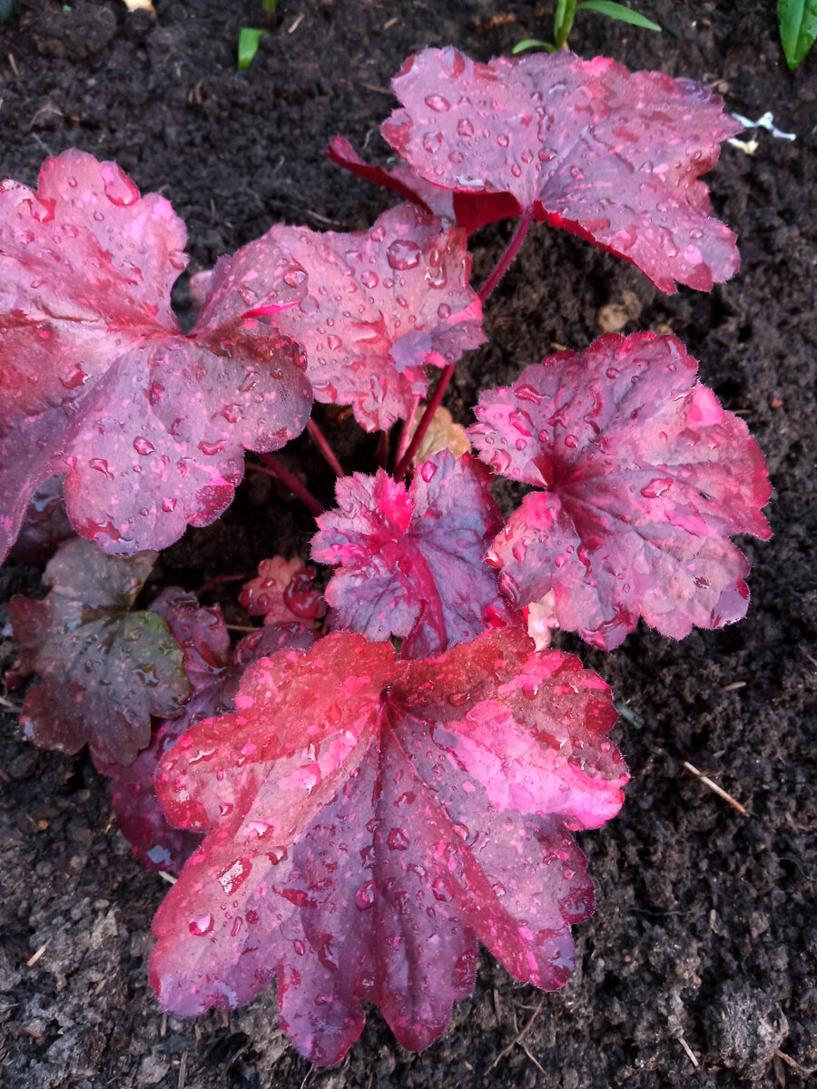 Парад моих красоток Geuchera | Цветочная няша | Дзен