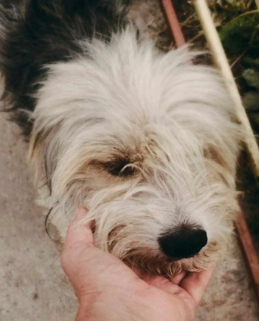 Знакомьтесь, наш герой статьи - Стёпа