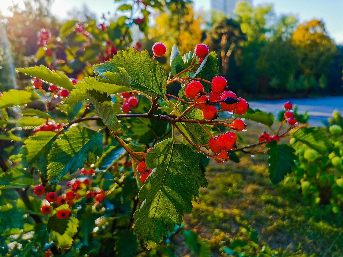 Ягодки. Что за ягодки и куст - я не знаю. Мои попытки узнать это привели к тому, что я нашёл, что это - рябина обыкновенная. Если вы знаете, что это за куст, что за ягоды, то напишите, пожалуйста, в комментариях. Интересно.