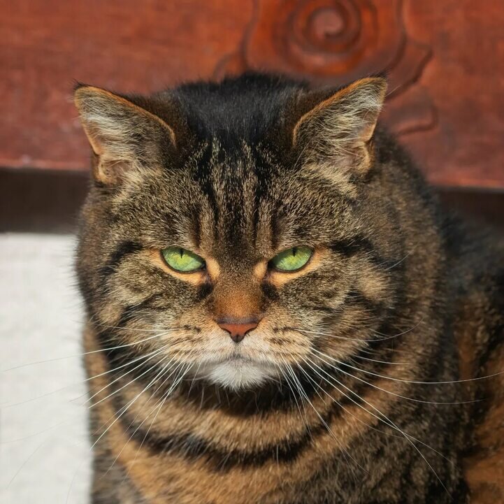 К сожалению, фото Димыча не нашлось, давно это было. Но этот прям похож. 