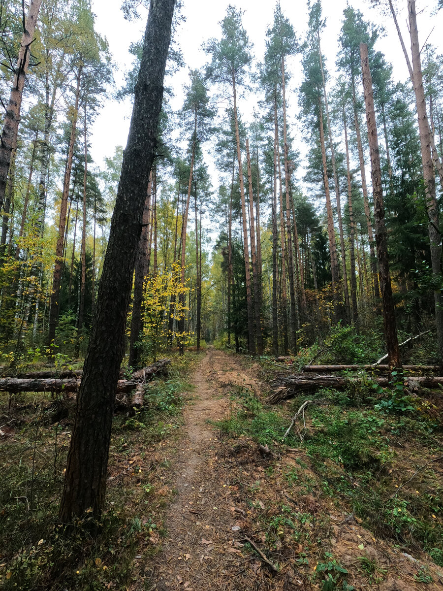 Лесная тропа. Фото сделано на (gopro9).