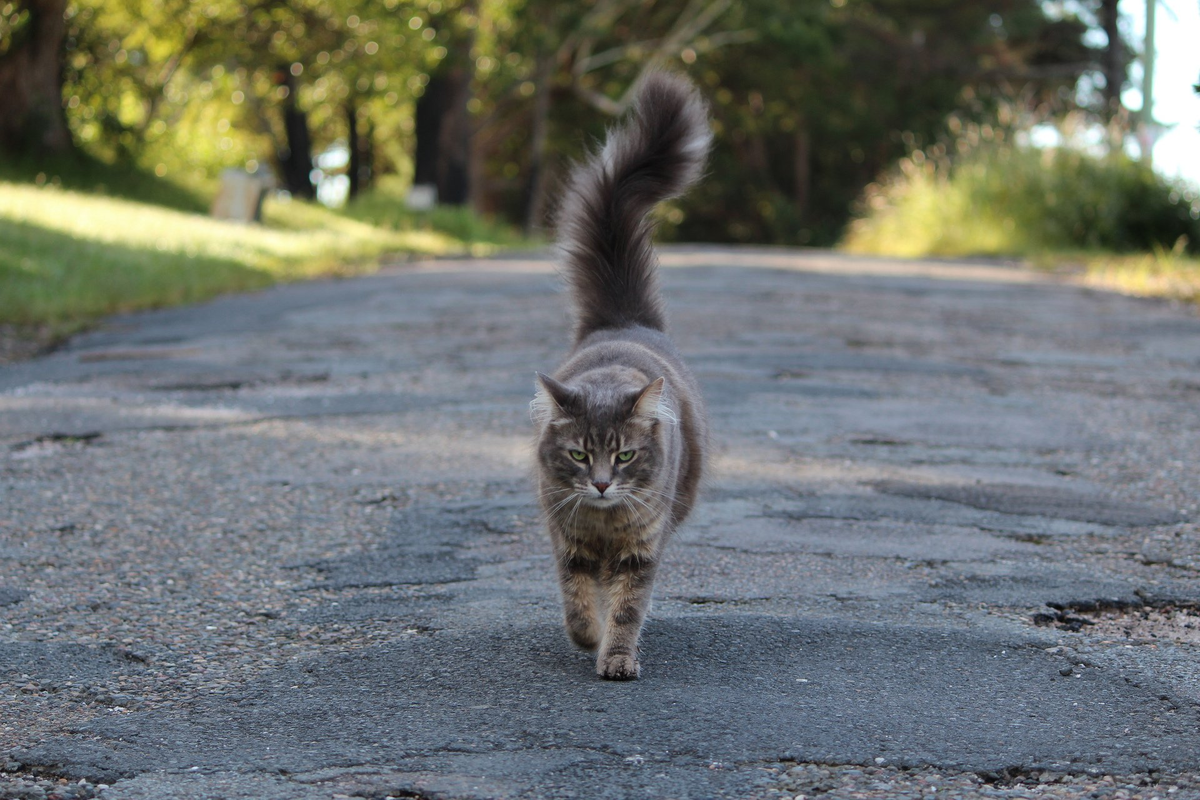 Картинка с сайта https://kot-pes.com/