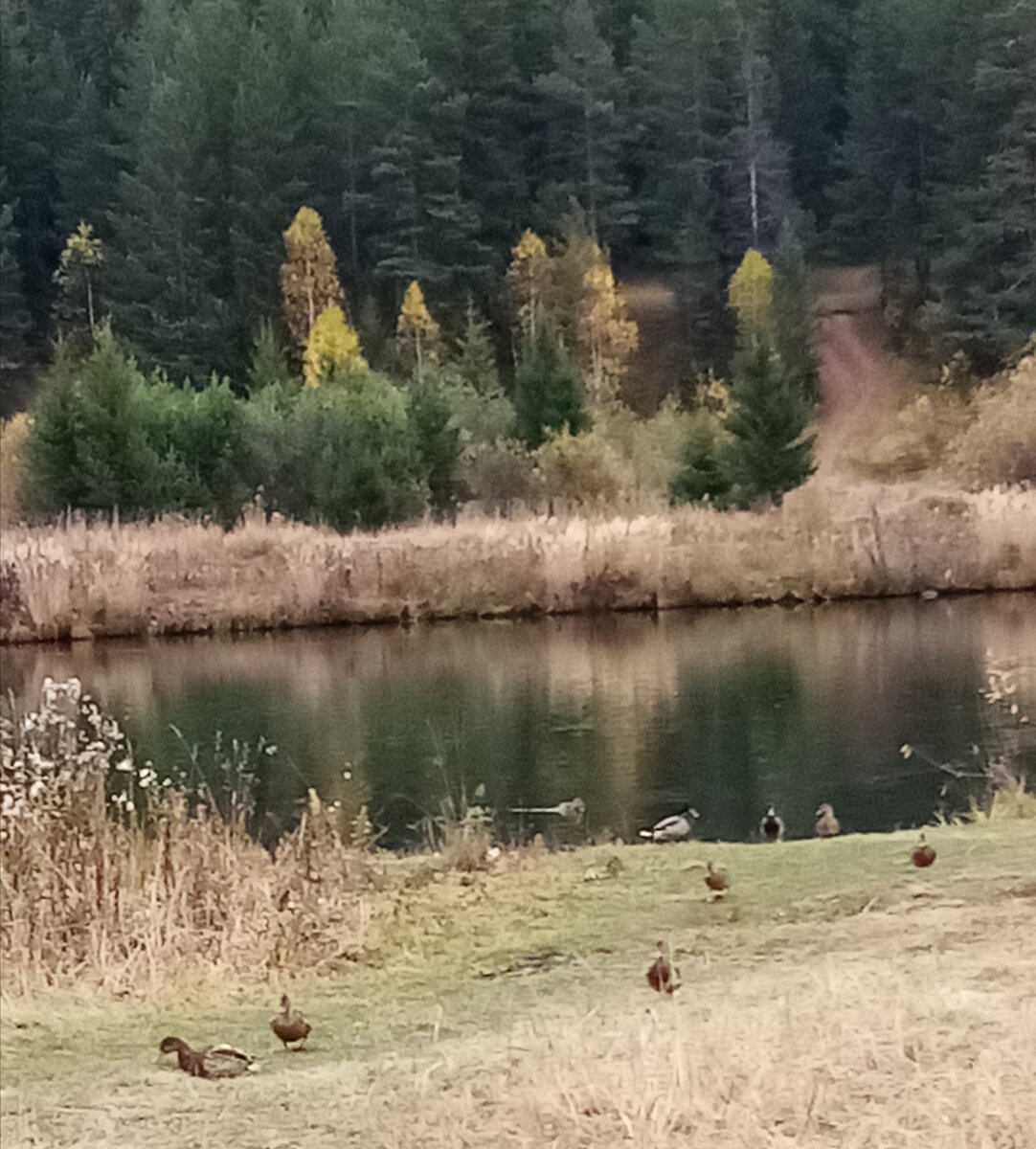 Утки спокойно по берегу гуляют, никого вокруг не замечают (все фото автора) 