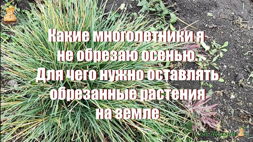 Какие многолетники я не обрезаю осенью. Для чего нужно оставлять обрезанные растения на земле