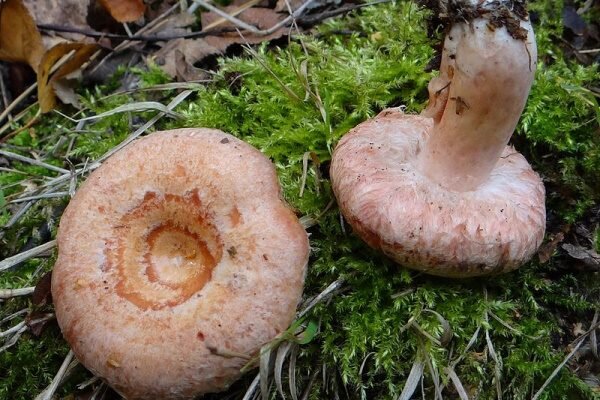 Мицелий гриба Рыжик Обыкновенный, 10 г