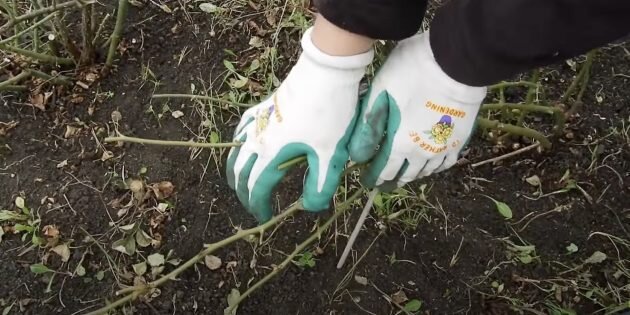 Кадр: Садовая видеошкола «Сияние» / YouTube📷
