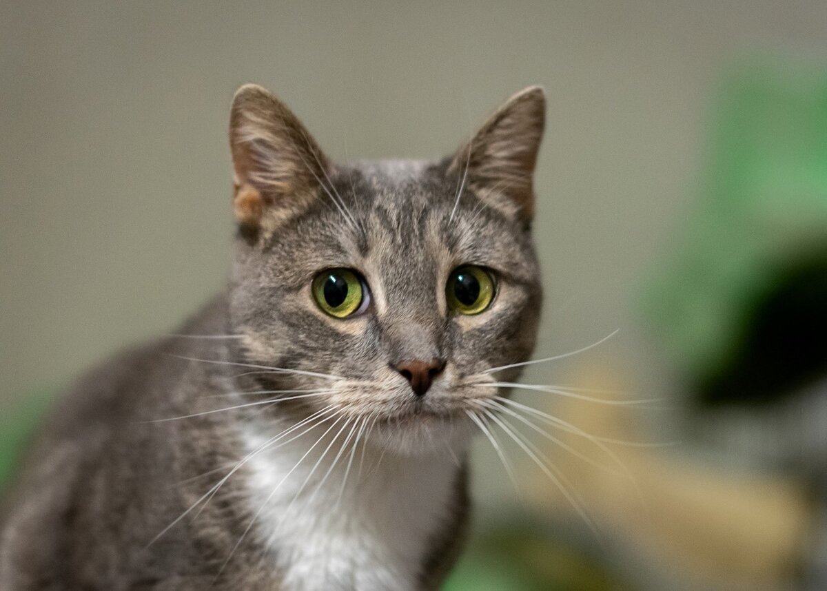 Джильда как будто все время думает о чем-то своем и одновременно находится и здесь, и где-то в параллельной реальности. Если вы тоже любите порефлексировать, то это идеальная кошка для вас!