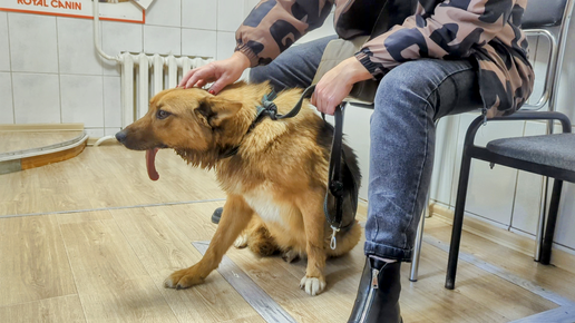 Приют ковчег калининград для животных