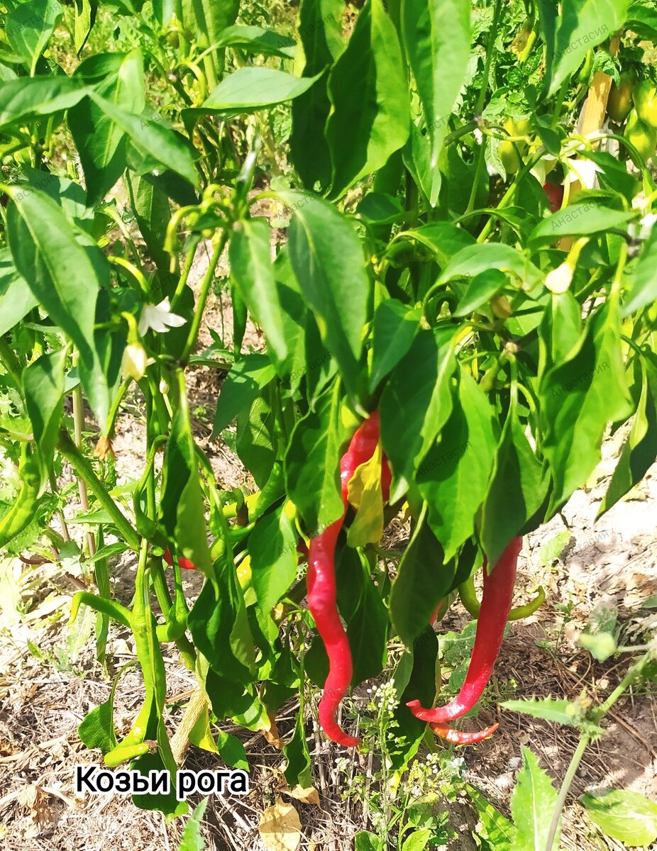 Перец Козьи рога.