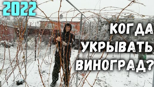 ❄️Когда укрывать виноград_🧊