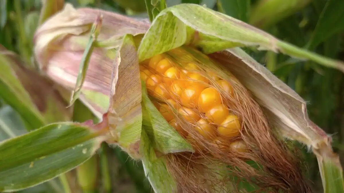 Фото:glavagronom.ru