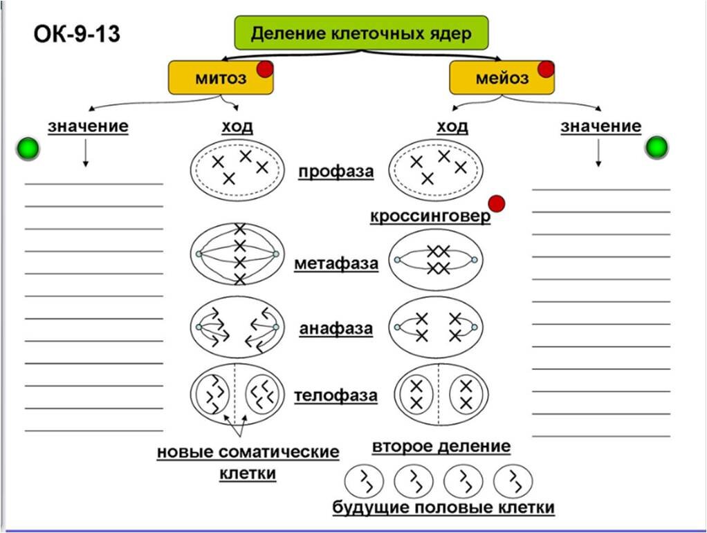 Митоз и мейоз — еще один способ применить мнемотехнику на уроке в 9 классе.  И это не про «папа-мама-Аня-Таня» | Елена Сова: пуд соли в школе | Дзен