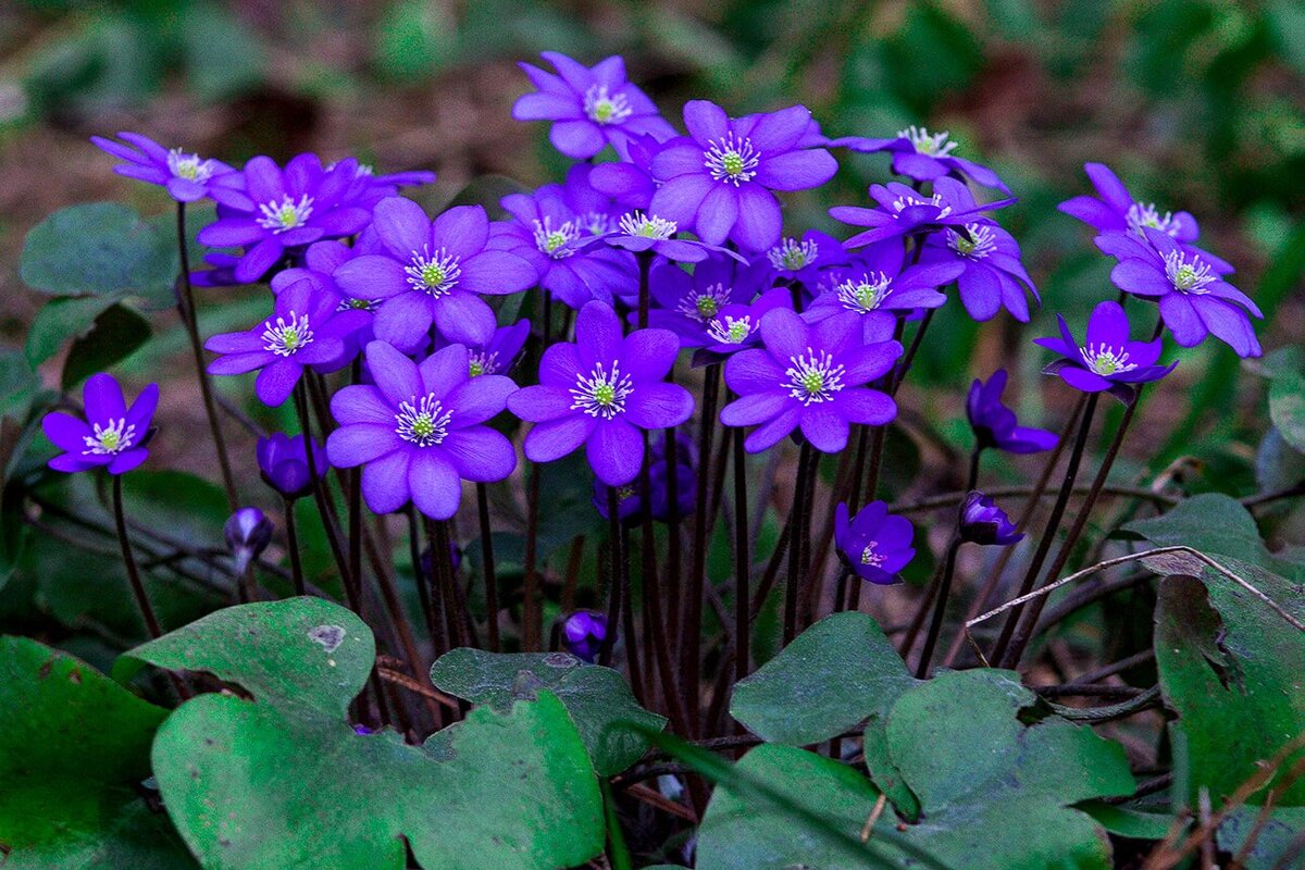 Печеночница благородная (hepatica Nobilis)