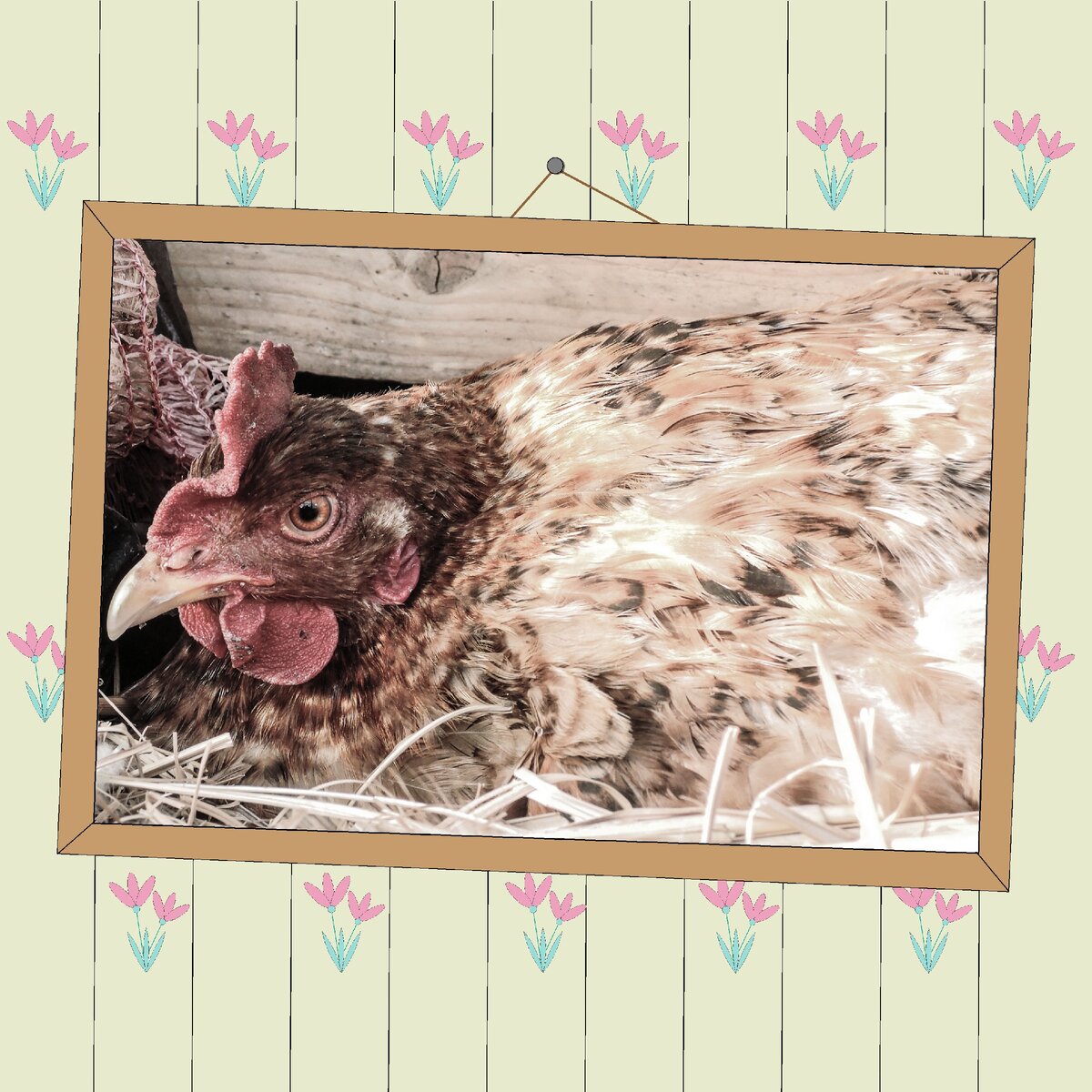 Портрет курицы, на память!