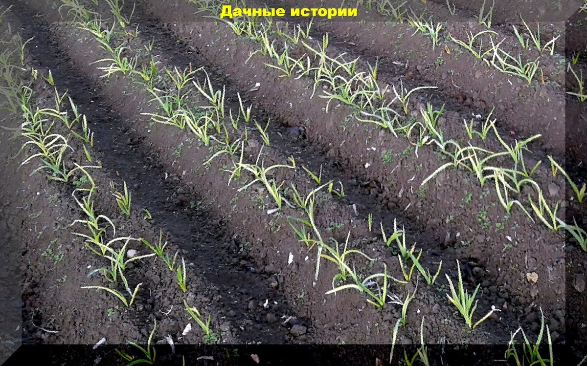 Очень подробно о посадке озимого чеснока. Многолетние наработки длябогатого урожая