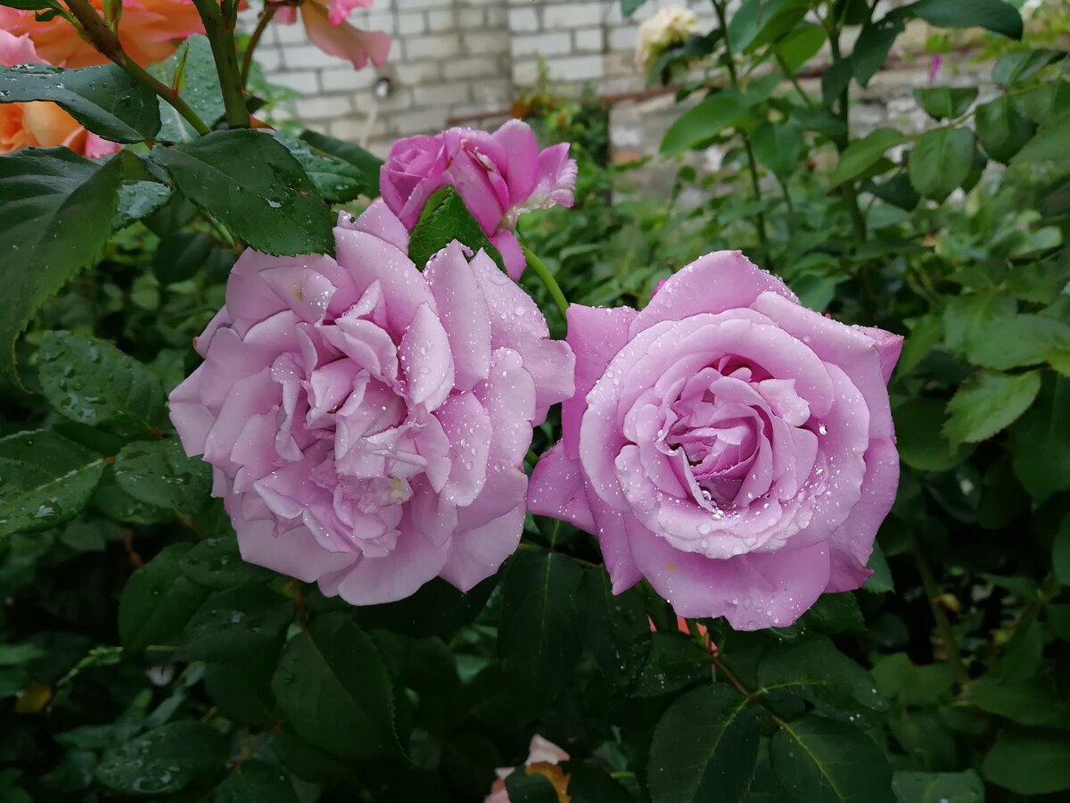 Violet Parfumv. Фото моё. 15.08.2020г.