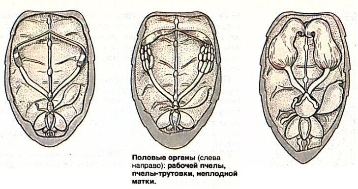 Половые органы пчел