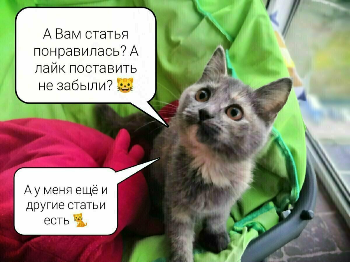 Смешные котики, которые поднимут Вам настроение:) | Кошка в доме | Дзен