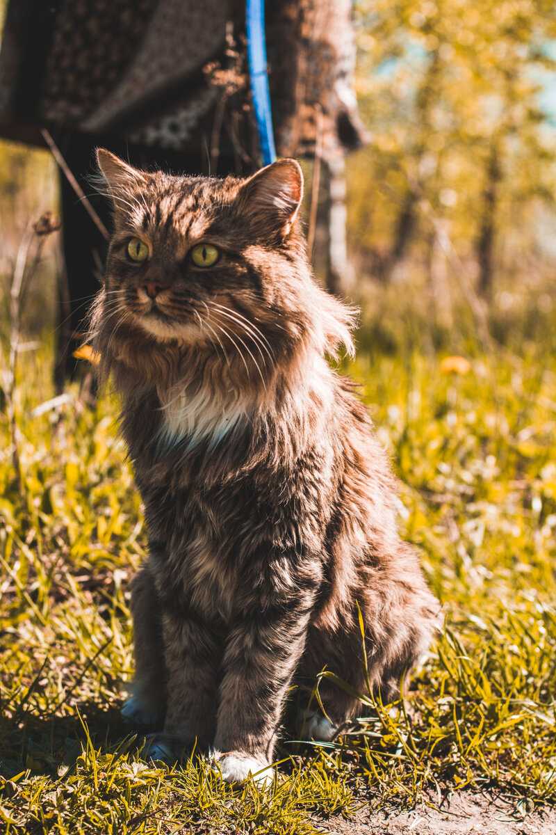 Марс на прогулке