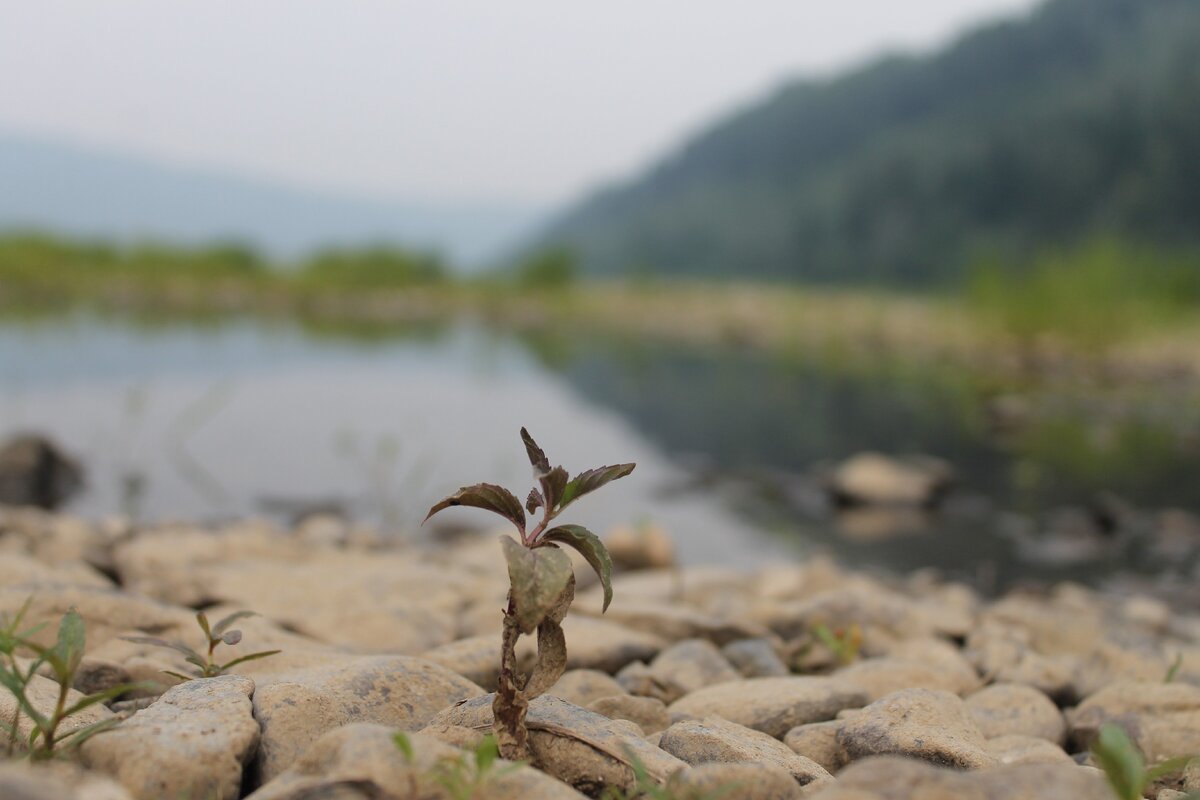 Тренируйте свою силу воли, словно растение, которое пробивается сквозь камни!