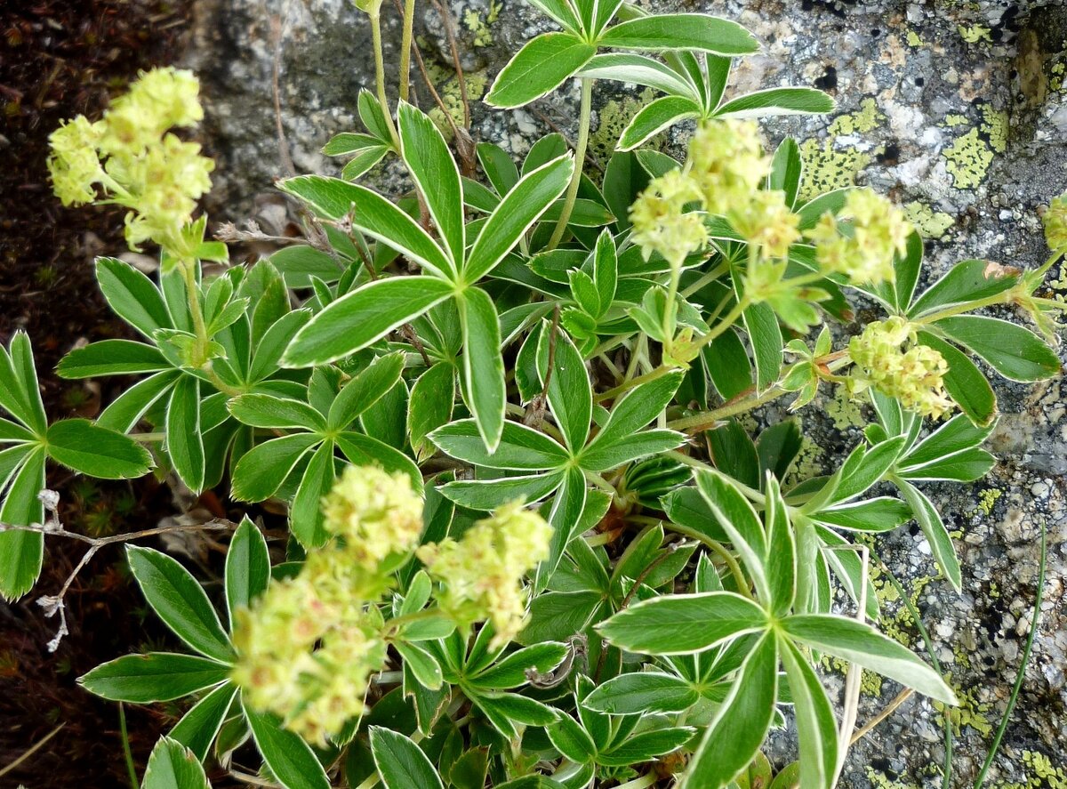 Манжетка альпийская