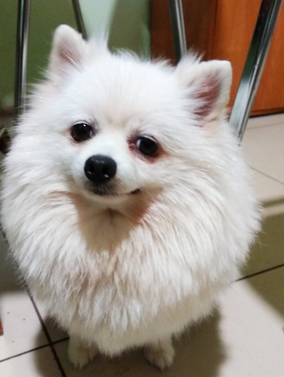 Девочка шпиц по кличке "Мая" любит улыбаться и грязевые ванны