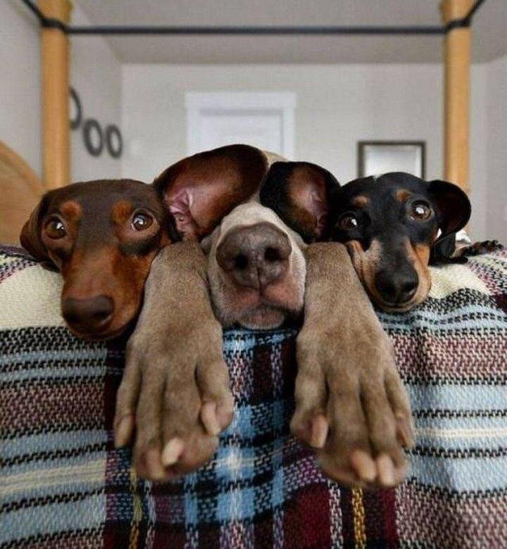 Домашние животные