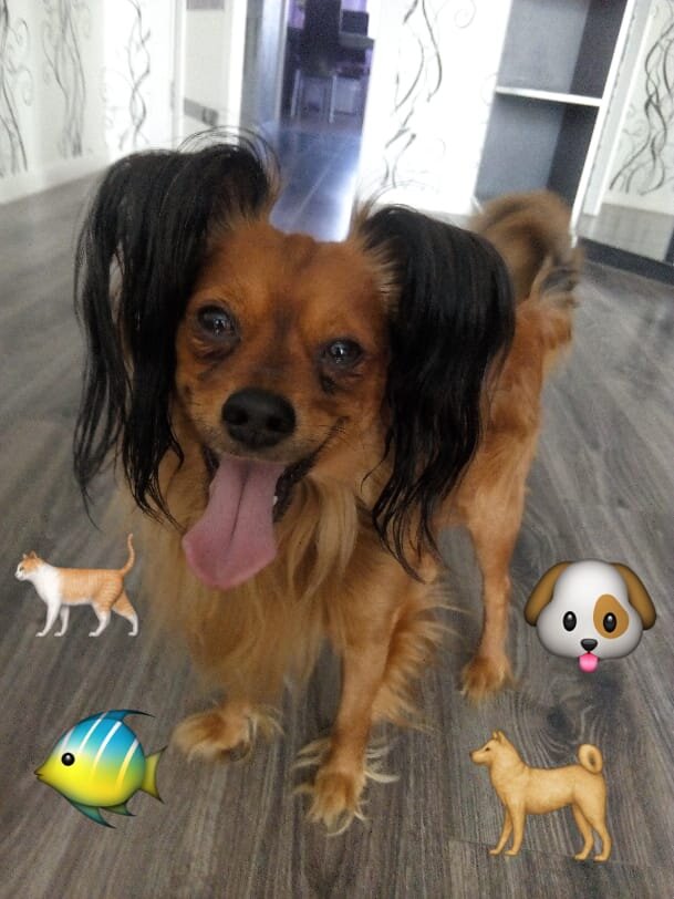 Фо́бия (от др.-греч. φόβος «страх») — иррациональный неконтролируемый страх или переживание тревоги в определённых ситуациях и в присутствии объекта.