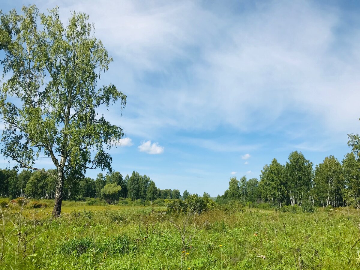 Лес всегда готов подарить поле непаханое грибникам 