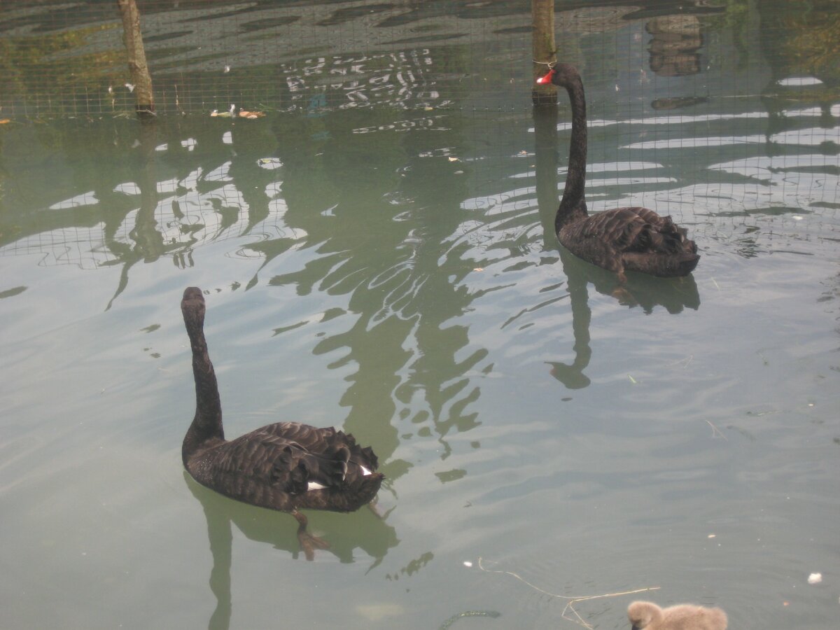 фото из моего альбома