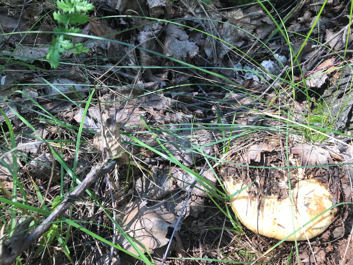 Для пельменей подходят только сухие грузди