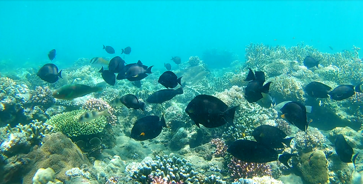 Интересные виды рыб                                                                                               Инстаграм dory_panic