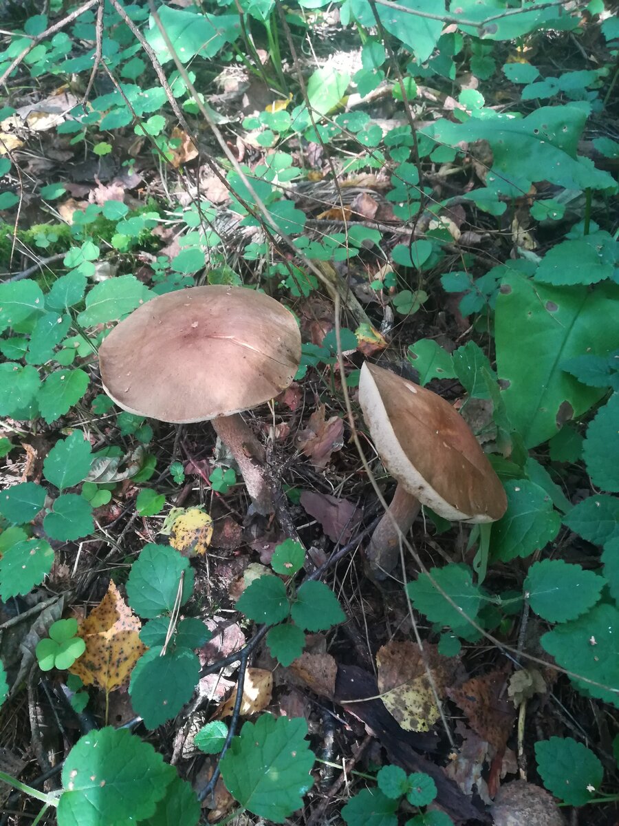 Последний подарок уходящего лета...