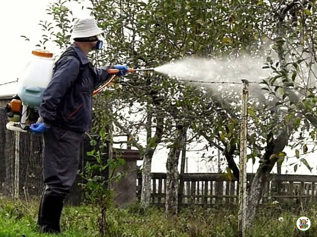 Обработка груши мочевиной