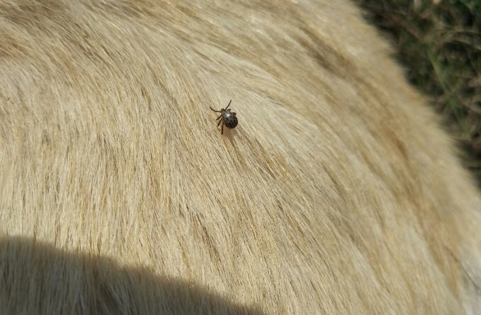 Фото с сайта dogipediya.ru