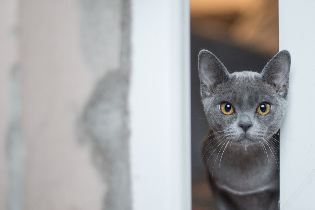 Коты-талисманы: какие окрасы кошек приносят удачу? | Жизнь кошек и собак с  Kinpet | Дзен